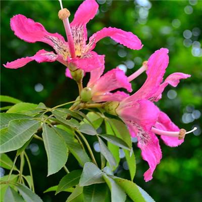 亚洲杯冠亚军竞猜